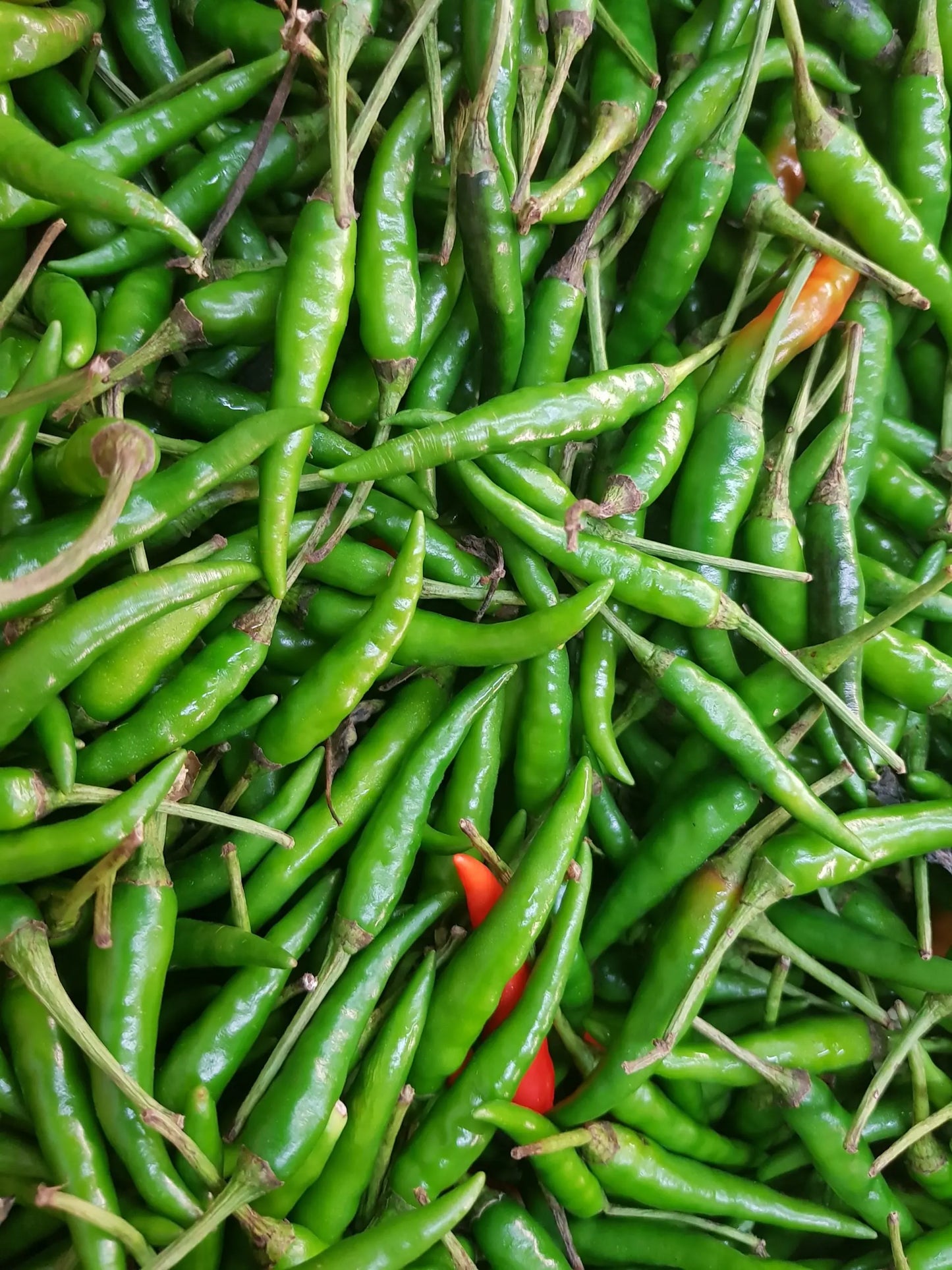 Green Chilies, 100g My Store